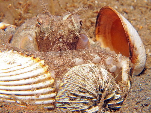 Coconut Octopus tucked in for the night. by Marylin Batt 